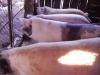CARAS SEVERIN Vand PORCI